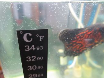 龍魚白點病不吃食怎么回事兒：龍魚白點病的原因與治療方法
