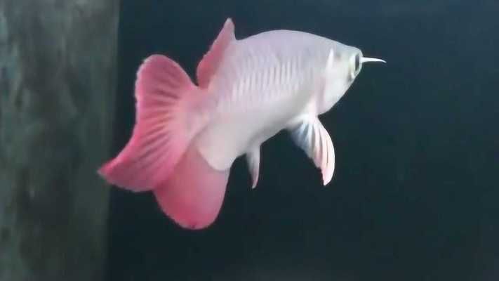 龍魚黑缸和白缸的區別：龍魚黑缸與白缸的區別