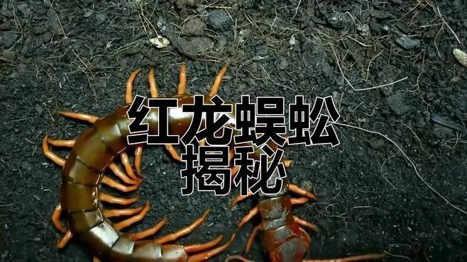 如何捕捉和飼養紅龍蜈蚣？