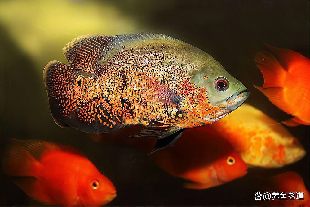 巴西亞魚和帝王三間混養龍魚哪個好看些