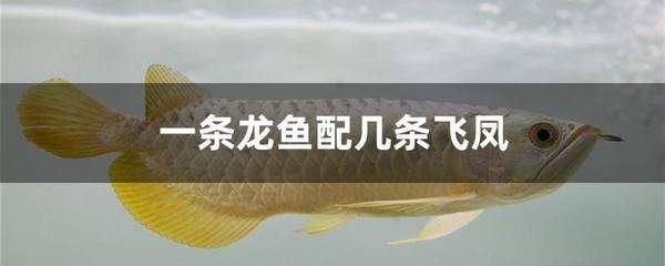 龍魚喂幾條最好：龍魚的喂食量和頻率是養殖成功的關鍵，飼養者需要注意一些關鍵事項 龍魚喂幾條最好：龍魚的喂食量和頻率是養殖成功的關鍵，飼養者需要注意一些關鍵事項 龍魚百科 第1張