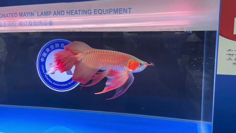 鳳凰龍魚的市場需求如何？