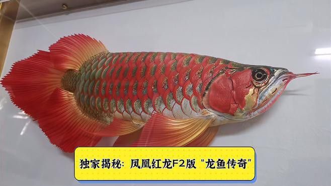 鳳凰龍魚的市場需求如何？
