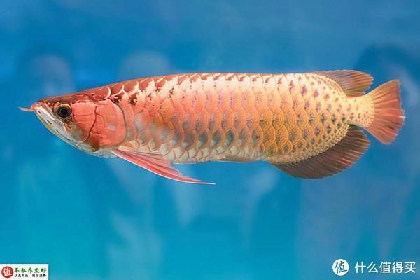 龍魚混養失敗的原因：龍魚混養失敗的原因主要包括水質管理不當、缺乏經驗等因素
