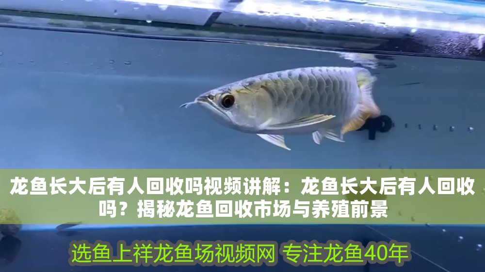 龍魚長(zhǎng)大后有人回收嗎視頻講解：龍魚長(zhǎng)大后有人回收嗎？揭秘龍魚回收市場(chǎng)與養(yǎng)殖前景