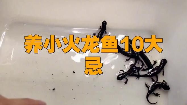 火龍魚做法