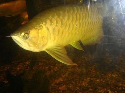金龍魚不夠金黃：怎樣養金龍魚變金黃色