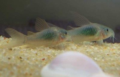 七彩神仙魚與龍魚混養怎么樣：七彩神仙魚與龍魚可以混養嗎