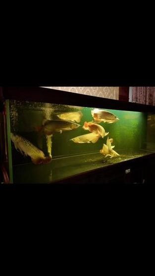 龍魚用什么過濾器材最好用圖片