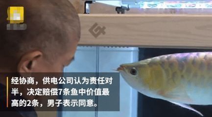 龍魚缸停電能撐多久，龍魚在停電的情況下最多可以堅持多久？
