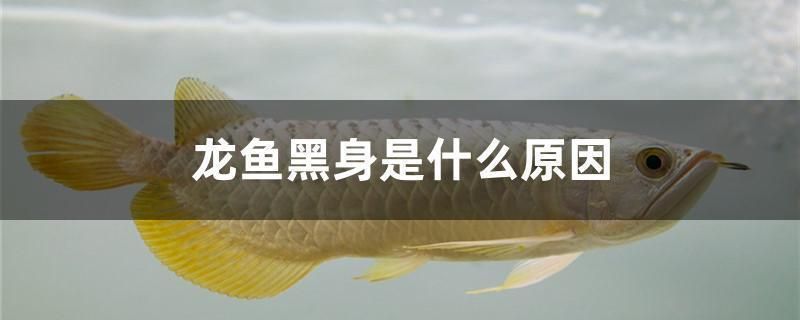 龍魚發黑怎么辦：如何判斷龍魚打架原因