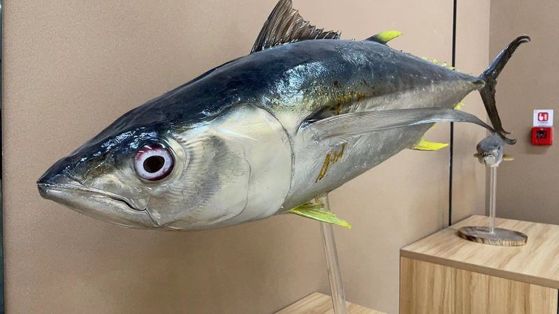 如何判斷福龍魚的遺傳穩定性？