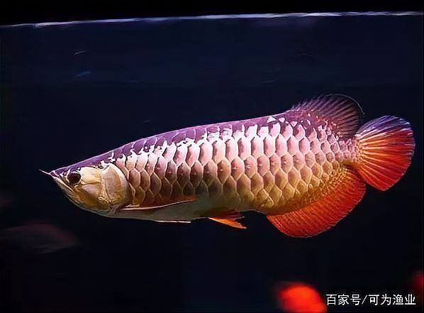怎么區分金龍魚和銀龍魚圖片