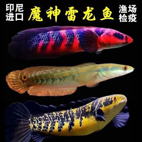 紅魔神雷龍魚苗圖片大全欣賞
