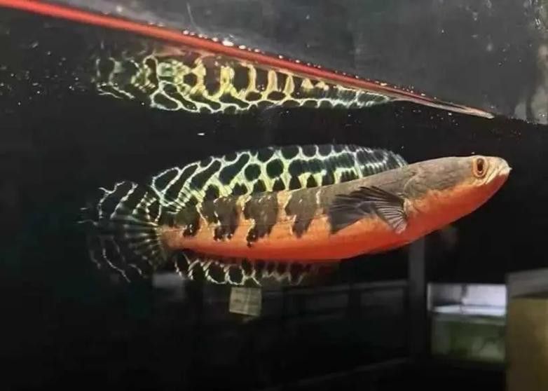 紅魔神雷龍魚苗圖片大全欣賞