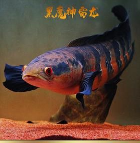 紅魔神雷龍魚苗圖片大全欣賞
