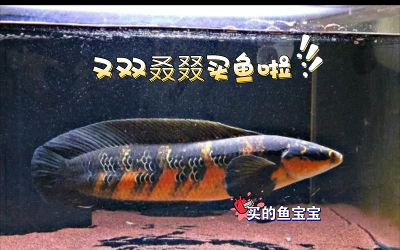 紅魔神雷龍魚苗圖片大全欣賞