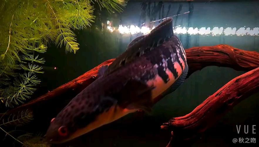 紅魔神雷龍魚苗圖片大全欣賞