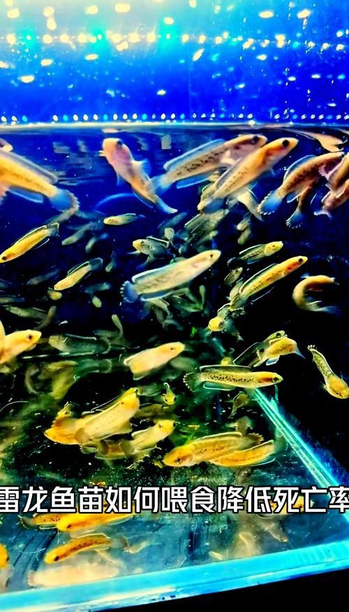 紅魔神雷龍魚苗圖片大全欣賞