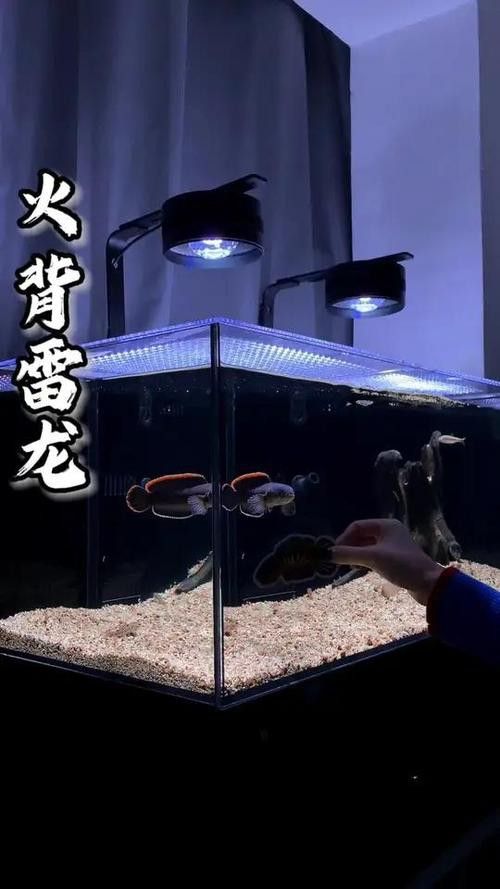 紅魔神雷龍魚苗圖片大全欣賞