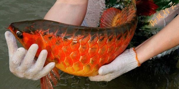 紅龍魚最喜歡吃什么水果（紅龍魚是一種肉食性的魚類）