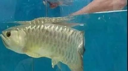 金龍魚害怕怎么辦：金龍魚害怕怎么辦，
