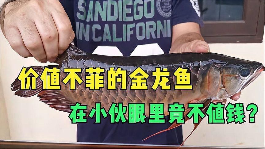 印尼大湖紅龍魚怎么養(yǎng)殖