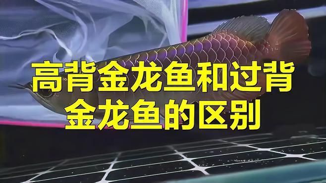 龍魚過背和高背哪個好 龍魚百科 第1張 龍魚過背和高背哪個好 龍魚過背和高背哪個好 龍魚百科 第1張