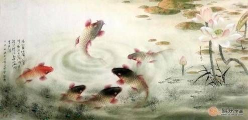 龍魚和虎魚混養有什么講究：龍魚和虎魚混養的注意事項
