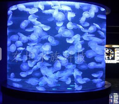 龍魚缸里養什么清潔魚（七彩清道夫魚的飼養技巧）