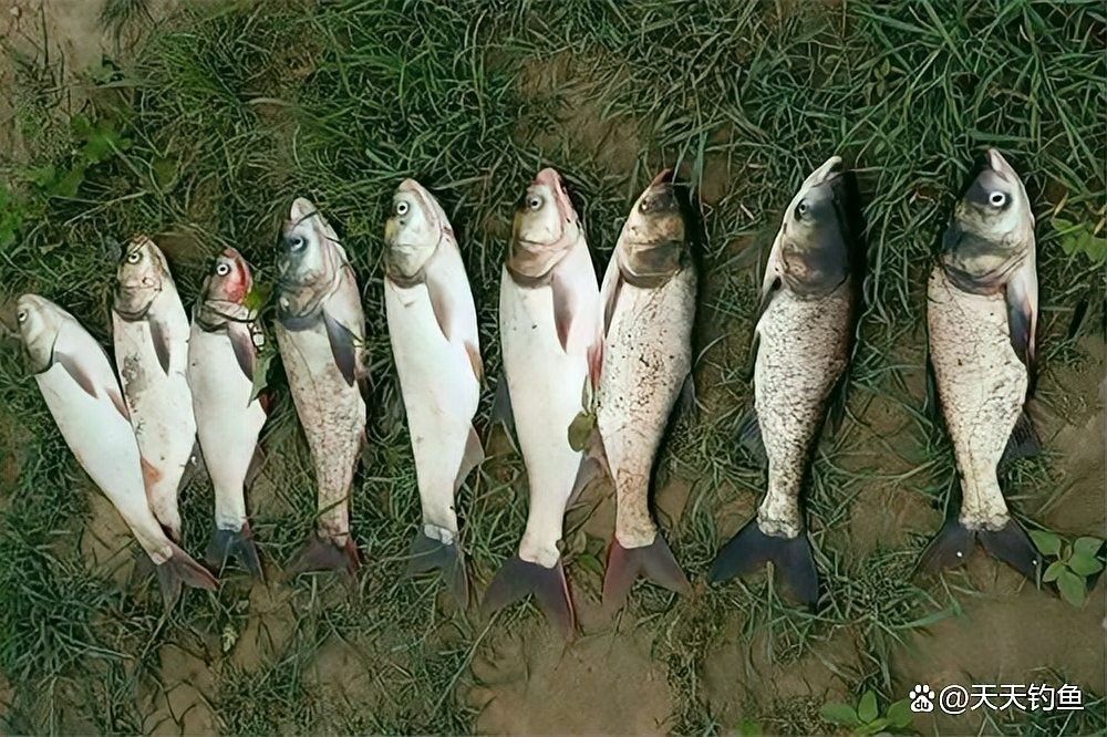 龍魚夏天水溫多少合適釣鰱鳙