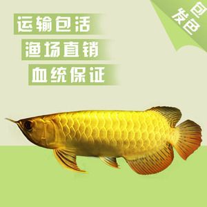 金龍魚24k金和金頭區(qū)別（24k金和金頭的區(qū)別）