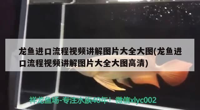 龍魚出口臺灣的時(shí)間表圖片大全：龍魚出口臺灣時(shí)間表