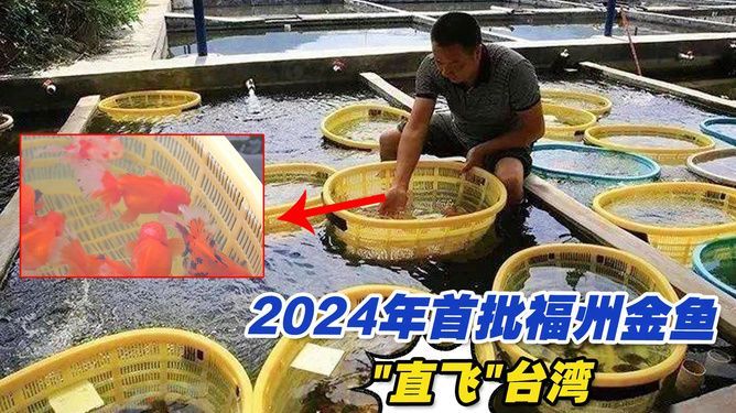 龍魚出口臺灣的時(shí)間表圖片大全：龍魚出口臺灣時(shí)間表