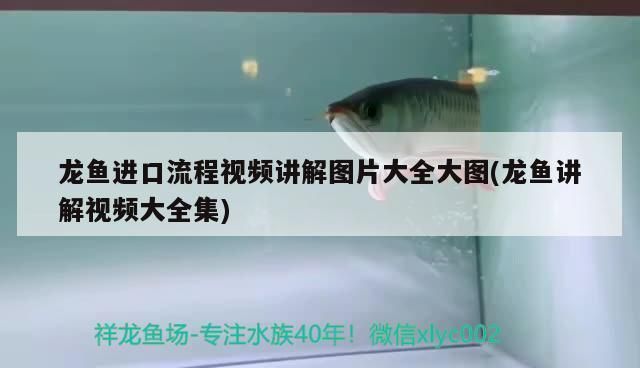 龍魚出口臺灣的時(shí)間表圖片大全：龍魚出口臺灣時(shí)間表