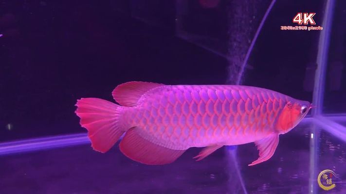 龍魚出口臺灣的時(shí)間表圖片大全：龍魚出口臺灣時(shí)間表