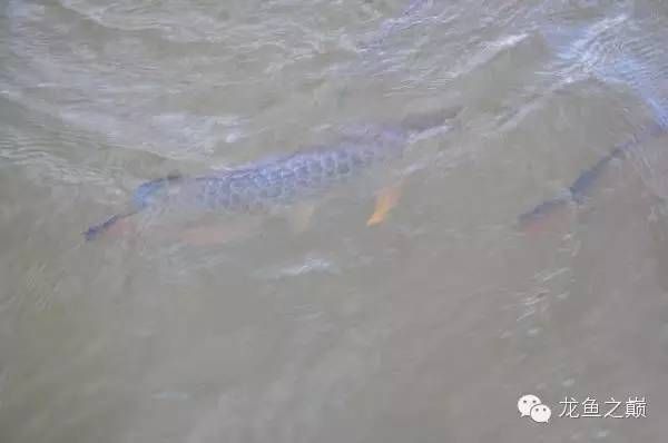 龍魚工業布奇美拉：龍魚工業布奇美拉是一種以工業布匹為主要原料的紡織產品