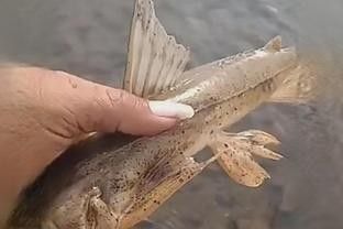長(zhǎng)得像龍魚(yú)的小魚(yú)