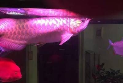龍魚游姿怪異：龍魚游姿怪異可能是由于健康問題引起的
