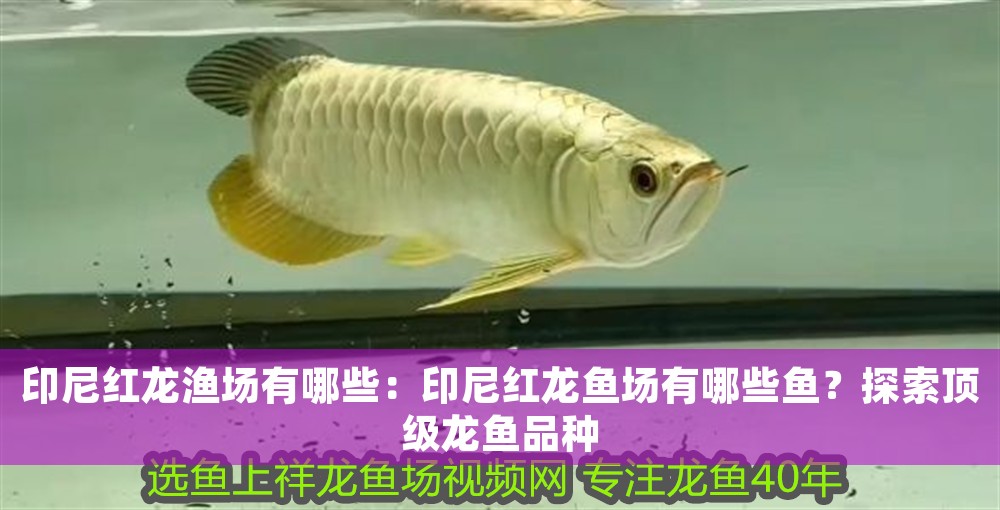 印尼紅龍漁場有哪些：印尼紅龍魚場有哪些魚？探索頂級龍魚品種