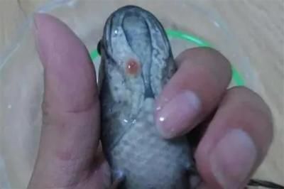 雷龍魚常見疾病及癥狀：雷龍魚體表潰瘍的自我診斷