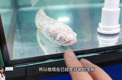 雷龍魚常見疾病及癥狀：雷龍魚體表潰瘍的自我診斷