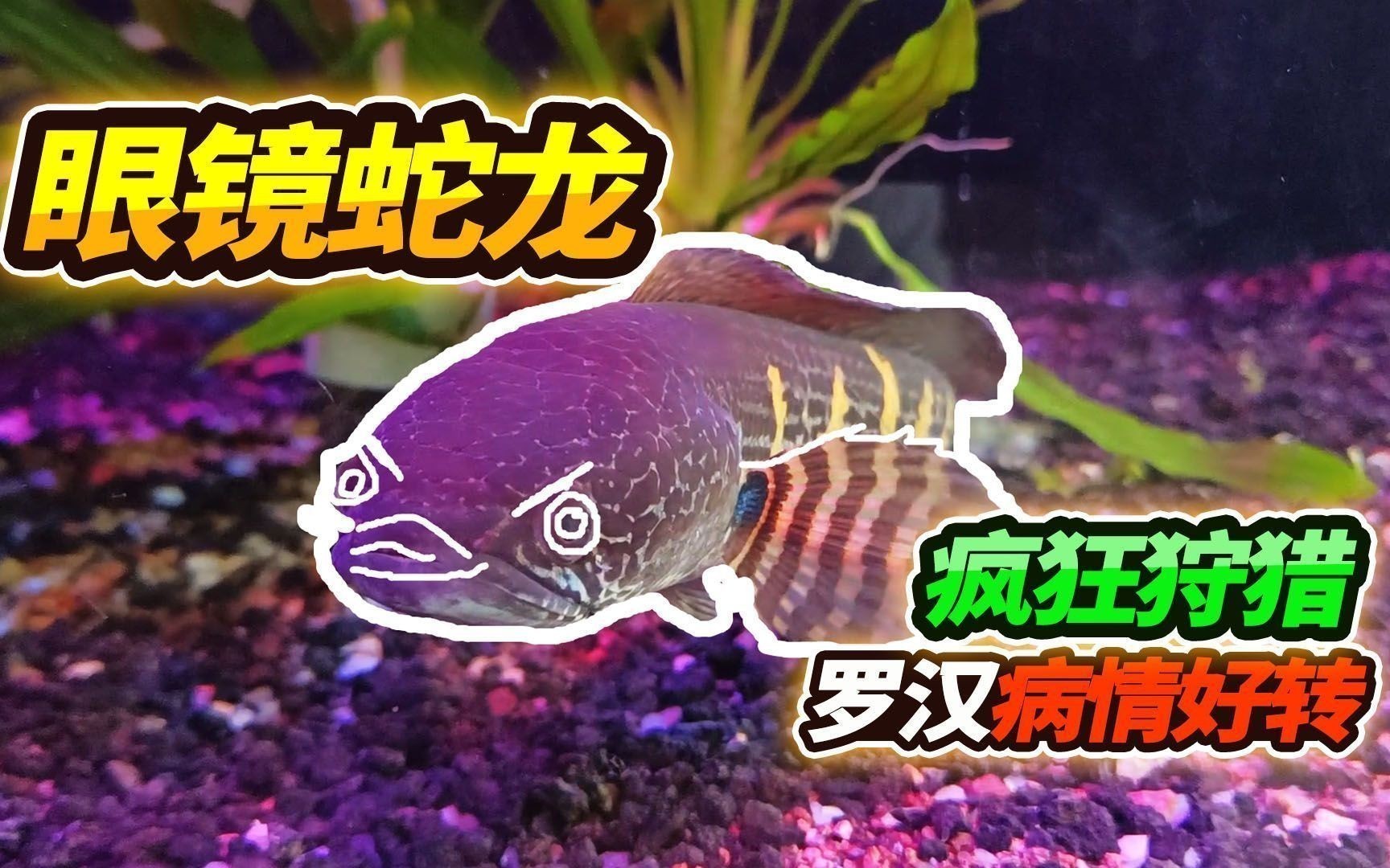 雷龍魚常見疾病及癥狀：雷龍魚體表潰瘍的自我診斷