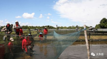 龍魚漁場在印尼哪個位置：全球最大的印尼龍魚漁場及其位置信息：印尼龍魚養殖基地
