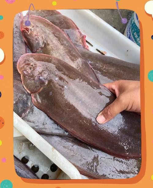 金龍魚是不是龍利魚的一種魚