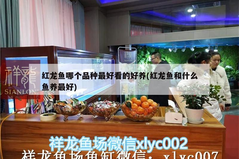 紅龍魚可以養兩條嗎：紅龍魚可以養幾條
