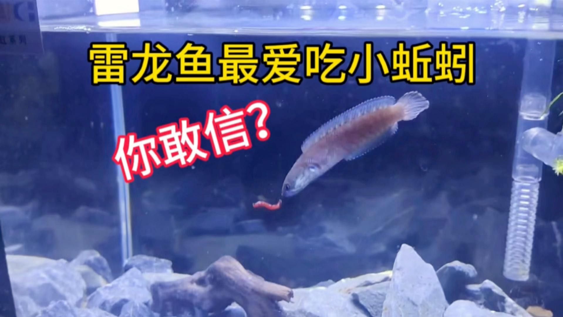 如何科學飼養龍魚避免死亡？