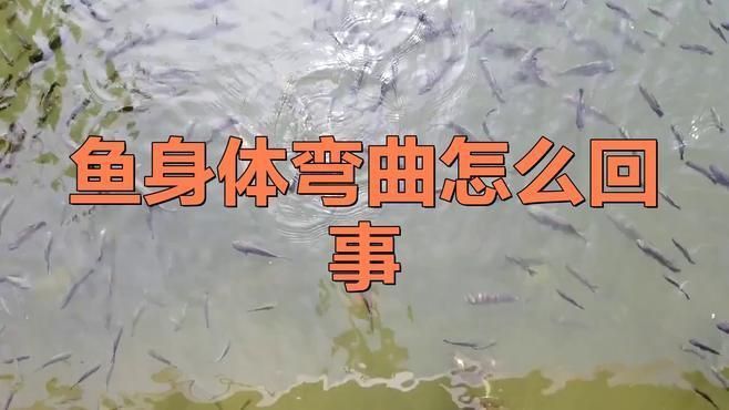 龍魚身體彎曲是什么原因