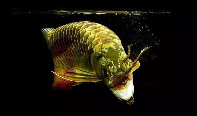 龍魚麻醉需要停食嗎（龍魚在麻醉前需要停食嗎）