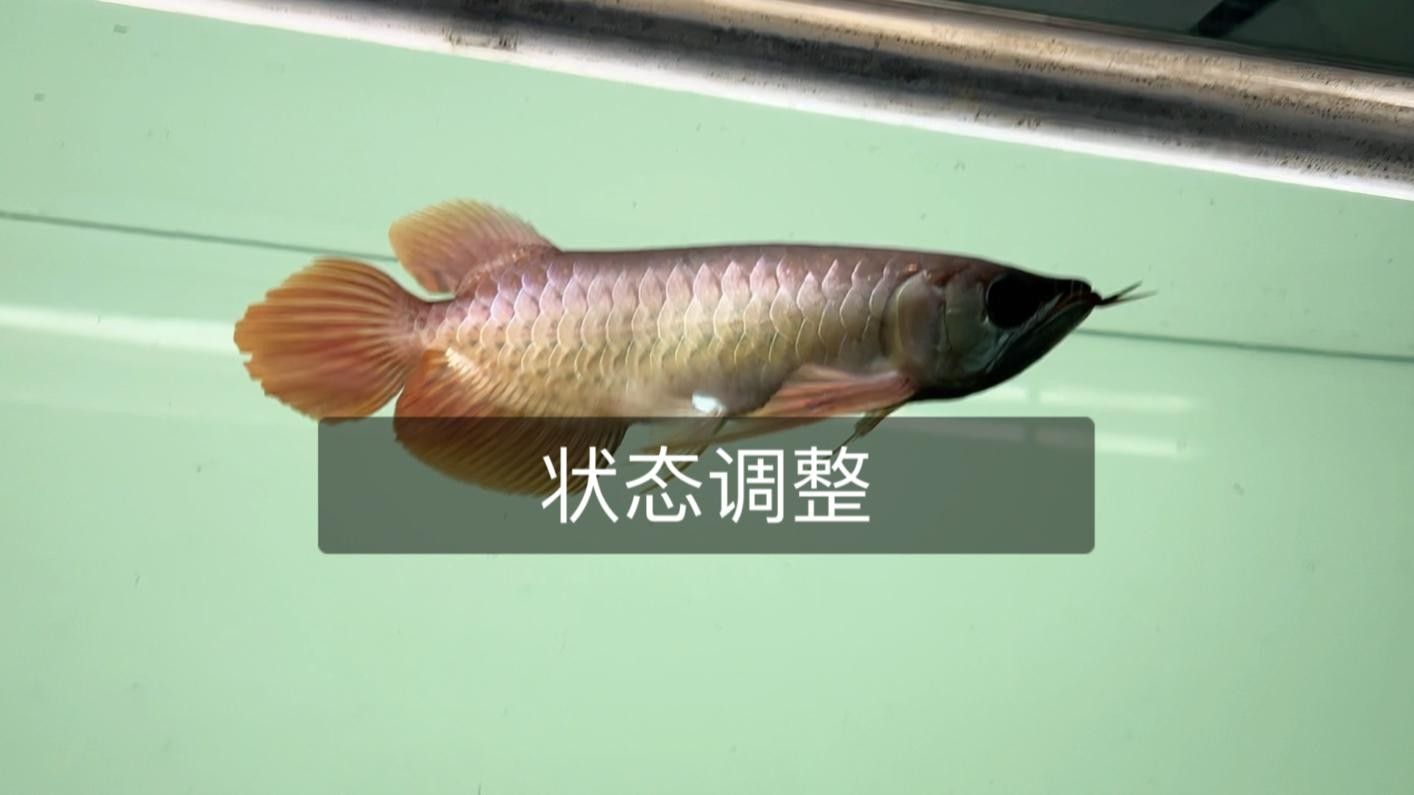 龍魚換水后多久喂食？